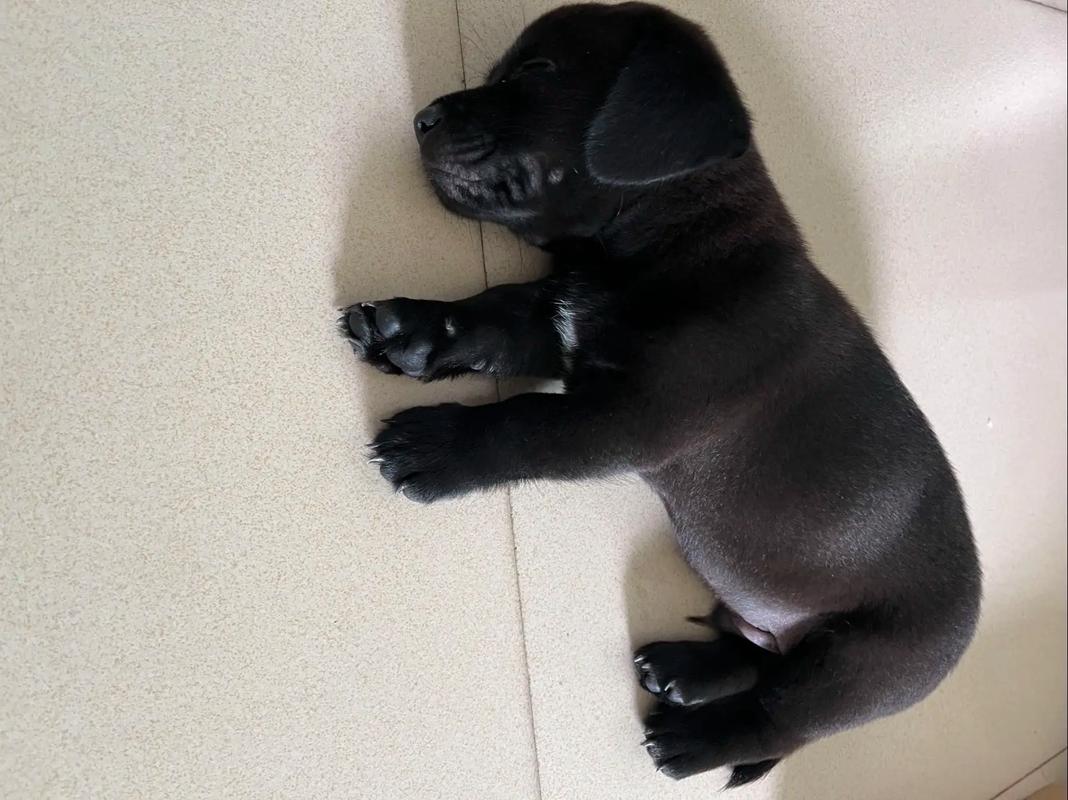 拉布拉多的成长时间是多久？拉布拉多成长阶段