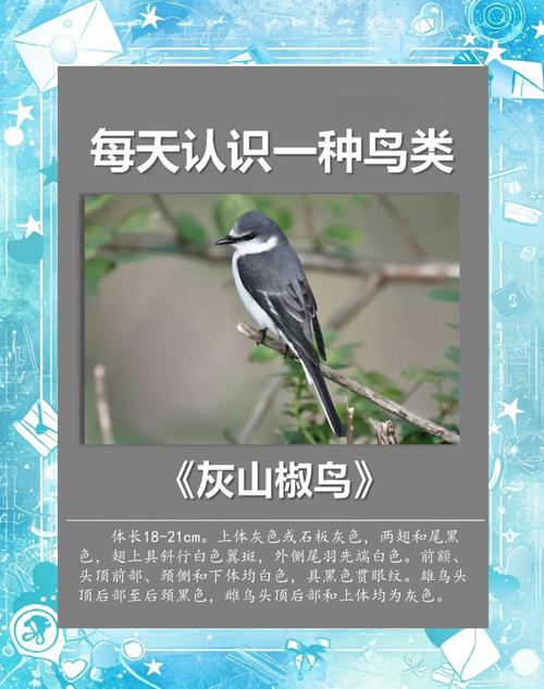 辣子鸟吃什么东西？辣子鸟怎么样