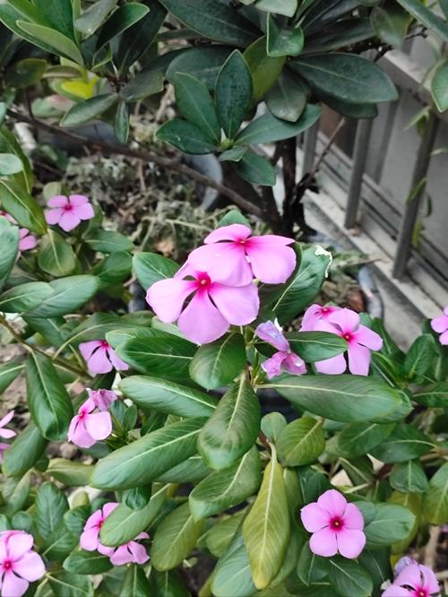 空调水浇花有什么坏处？空调水用来浇花