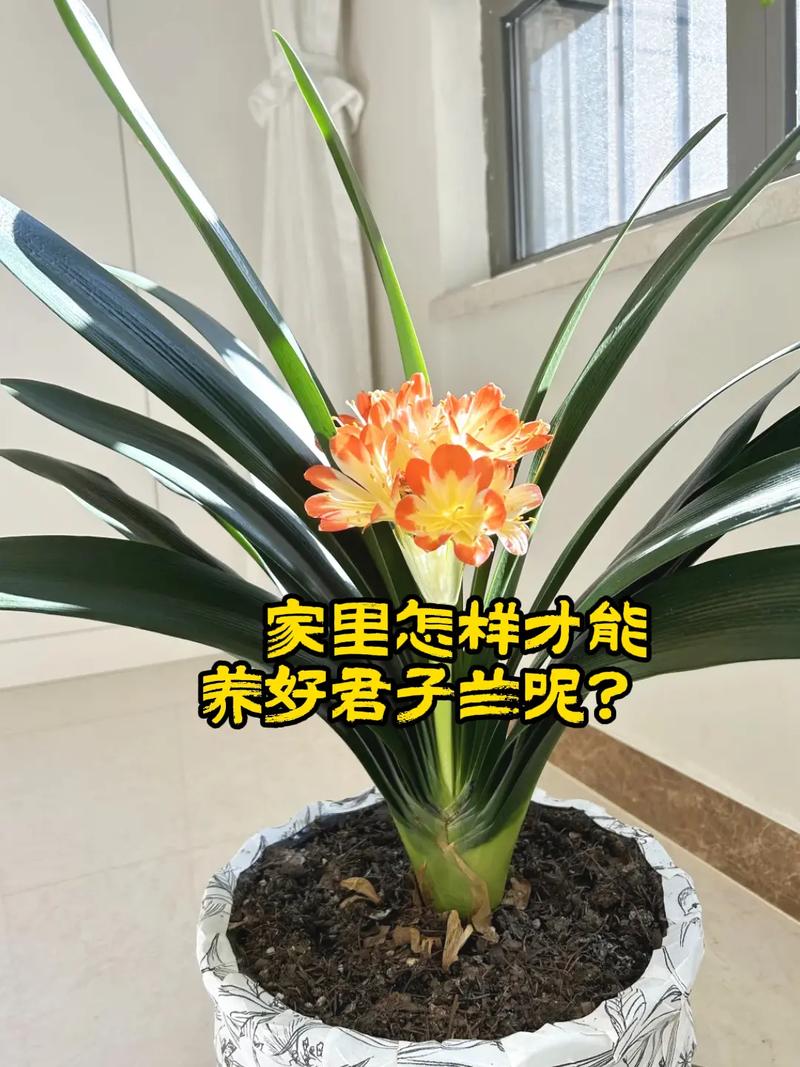 君子兰用什么催开花？君子兰的催花的土方法