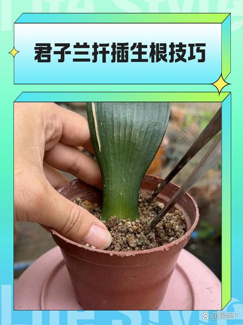 君子兰用什么催开花?君子兰的催花的土方法