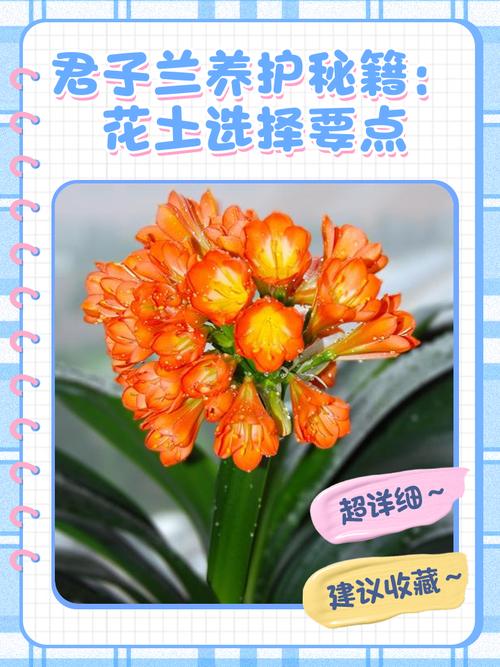 君子兰用什么催开花?君子兰的催花的土方法