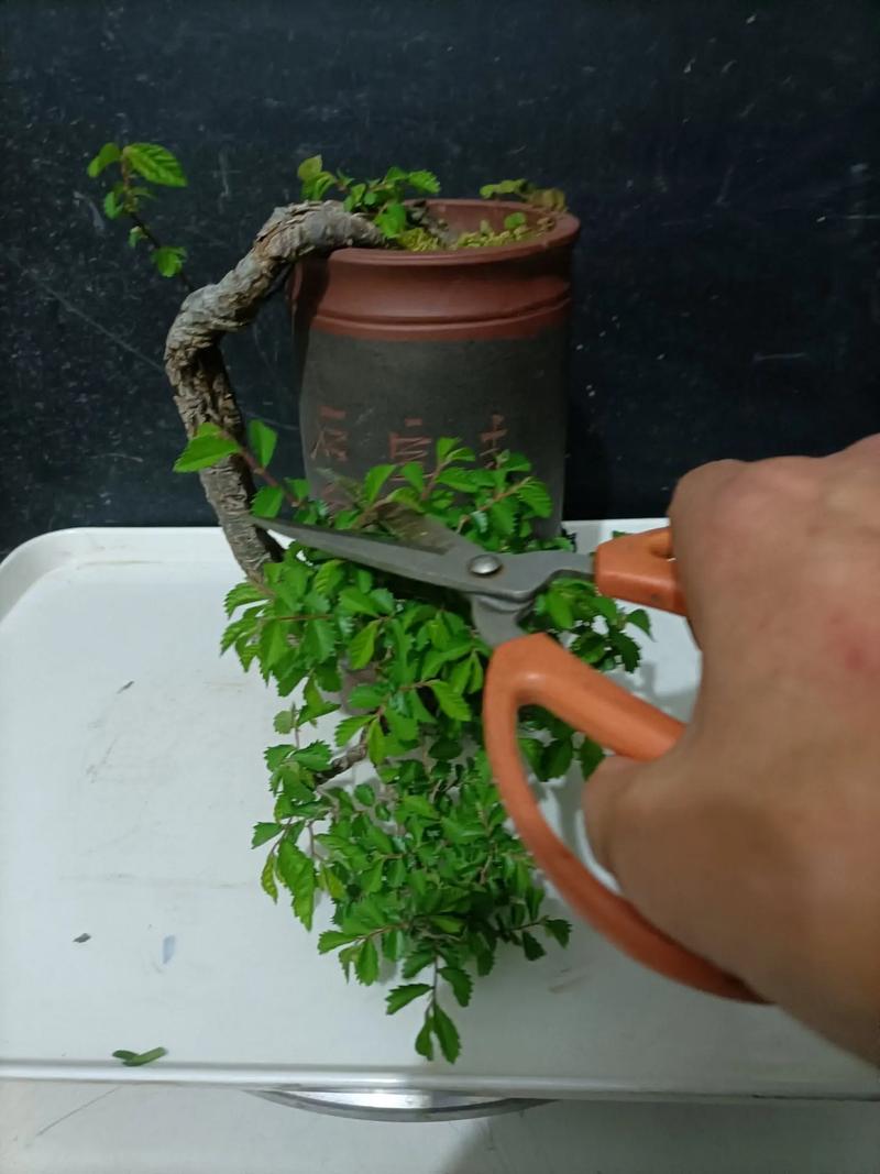 盆景树桩的截口是怎么修剪处理的呢？树桩盆景修剪视频