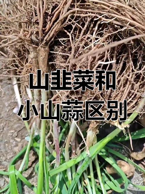 韭菜和蒜苗可以一起吃吗?韭菜和蒜苗一起吃会怎么样