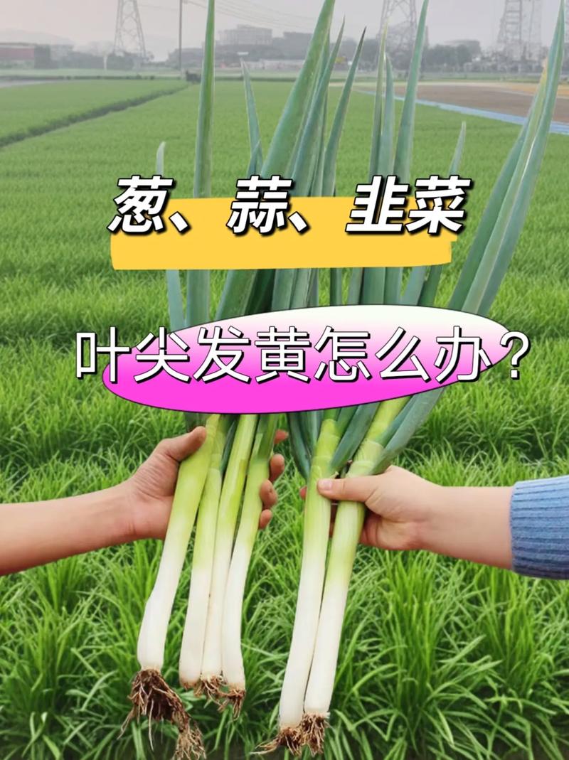 韭菜和蒜苗可以一起吃吗?韭菜和蒜苗一起吃会怎么样