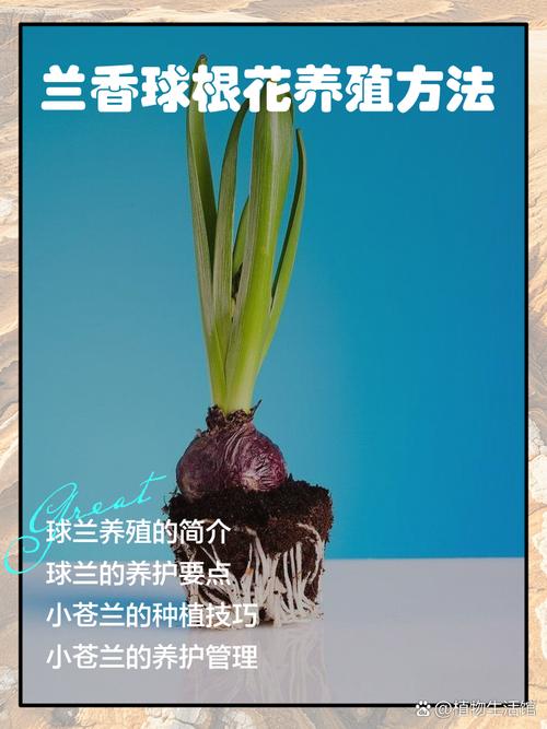 兰花根怎么养得又白又壮？兰花根怎么养得又白又壮又好看