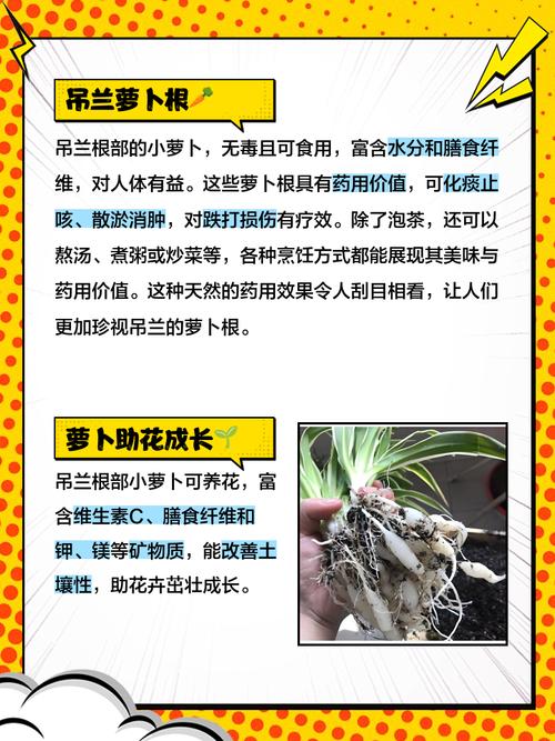 兰花根怎么养得又白又壮?兰花根怎么养得又白又壮又好看