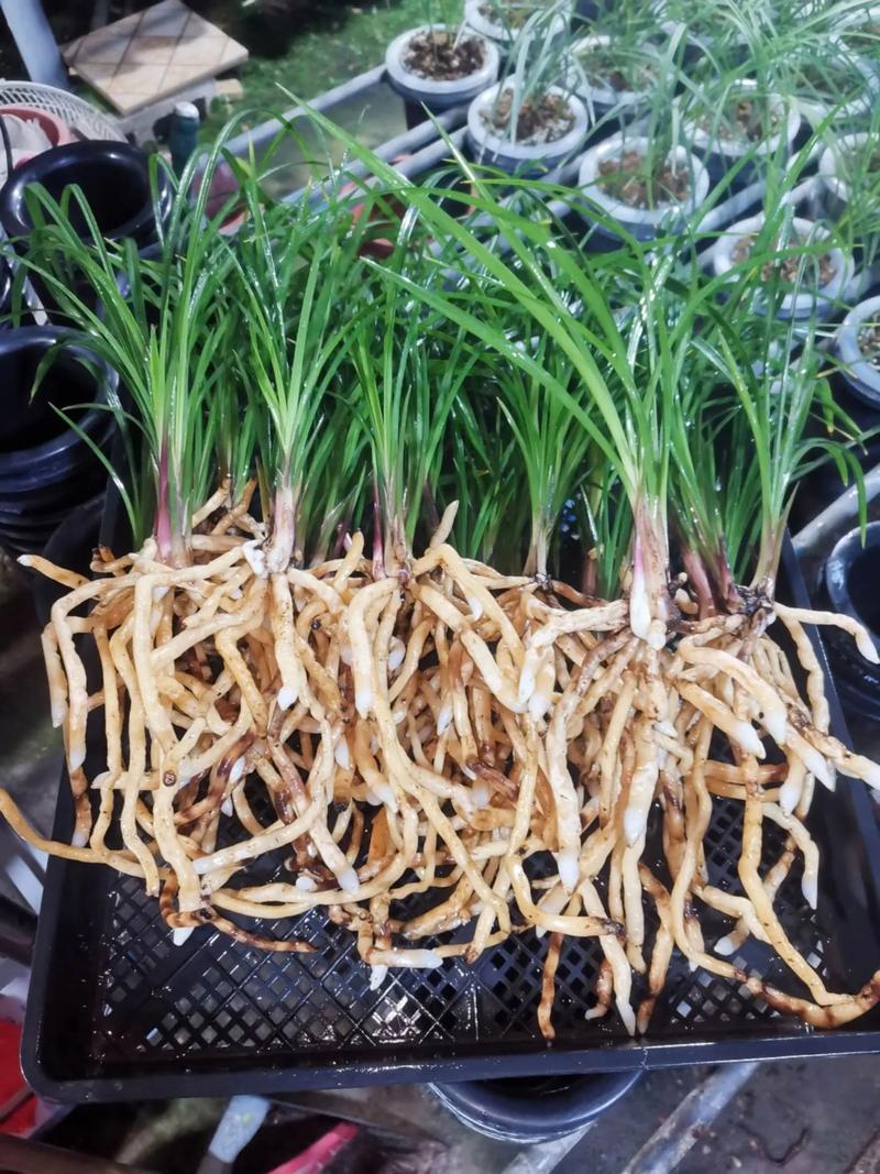 兰花根怎么养得又白又壮?兰花根怎么养得又白又壮又好看