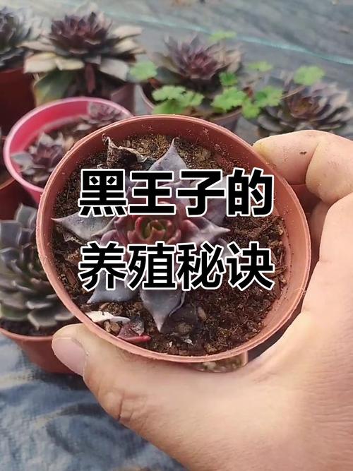 黑王子多肉怎么扦插？黑王子多肉植物怎么养