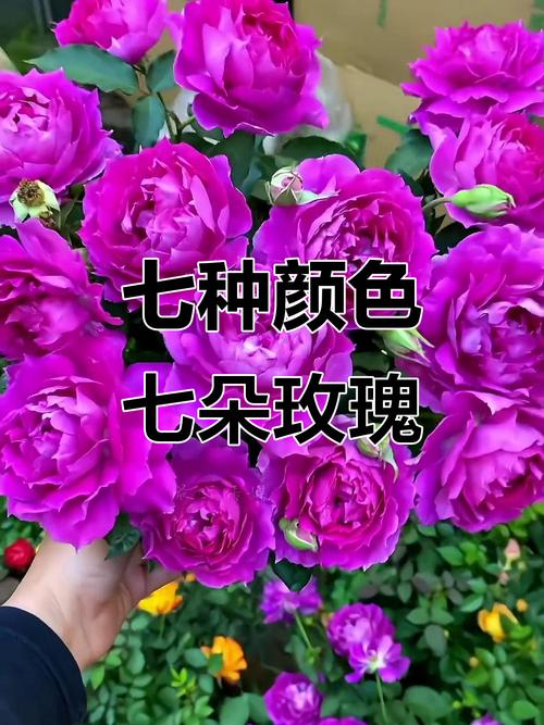 七彩玫瑰有几种颜色？七彩玫瑰叫什么名字