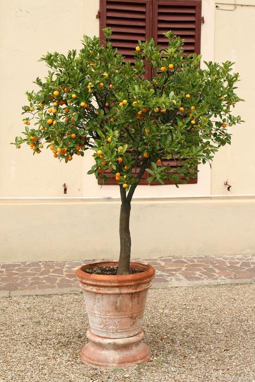 盆栽橘子在北方如何过冬？北方盆栽桔子