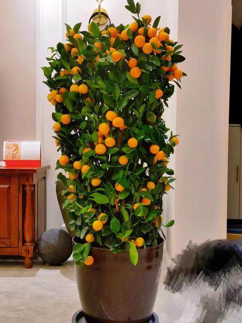 盆栽橘子在北方如何过冬?北方盆栽桔子