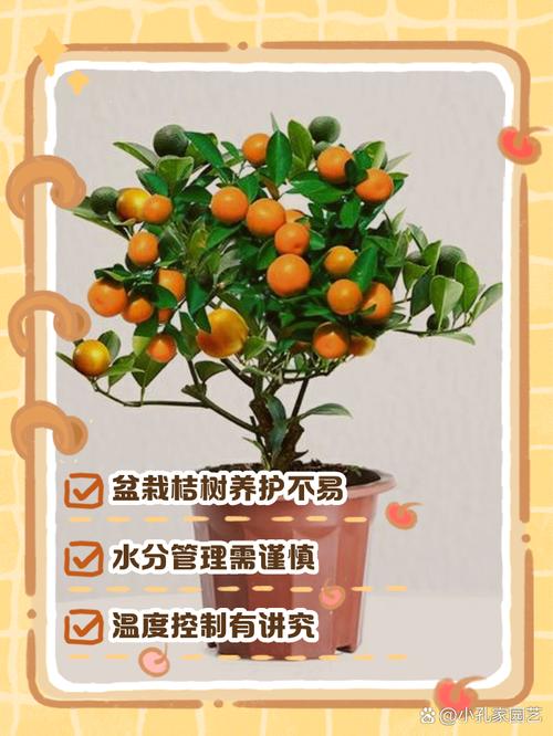 盆栽橘子在北方如何过冬?北方盆栽桔子