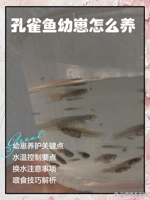 孔雀鱼的幼鱼要多久才长大呢？孔雀鱼的幼鱼要多久才长大呢视频