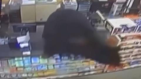 美国黑熊追杀男孩 冲进商店直接跳上收银台(图3)