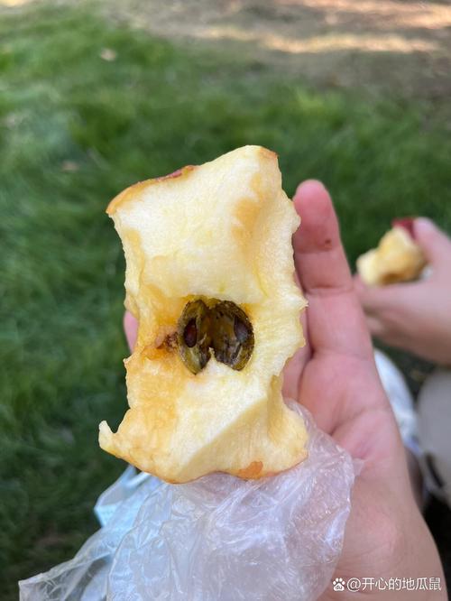 苹果的心烂了还可以吃吗?苹果的心烂了,周围的果肉还能吃吗