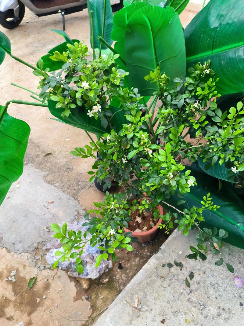 七里香适合什么时候栽种？七里香几月份栽剪最合适