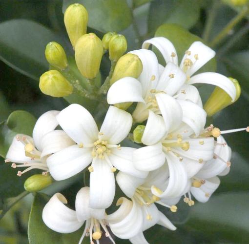 七里香适合什么时候栽种?七里香几月份栽剪最合适