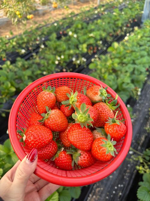 巧克力草莓是巧克力味吗?巧克力草莓有什么区别