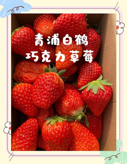 巧克力草莓是巧克力味吗?巧克力草莓有什么区别