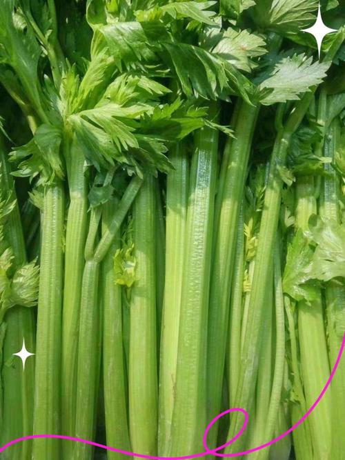 芹菜的形状颜色味道？芹菜的气味是什么样的