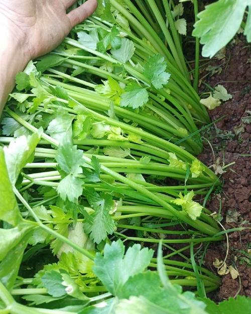 芹菜的形状颜色味道?芹菜的气味是什么样的