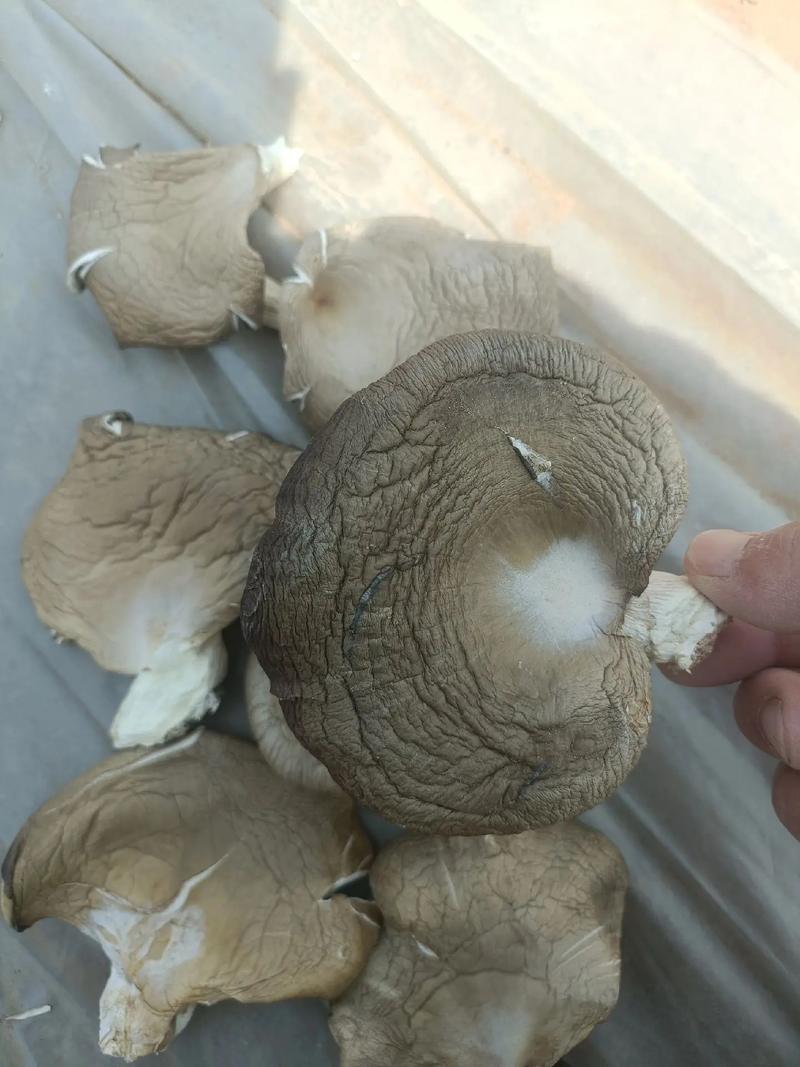 平菇的根是不是不能吃？平菇根部发黄干枯是什么原因
