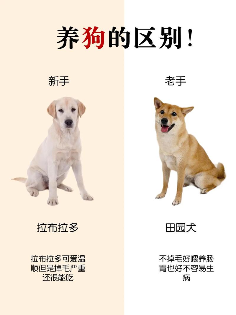 拉布拉多怎么看纯不纯种？拉布拉多怎么看纯不纯种图片