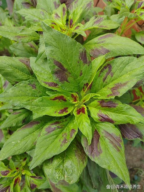 隔夜苋菜放冰箱能吃吗能放多久?苋菜过夜吃了会中毒嘛