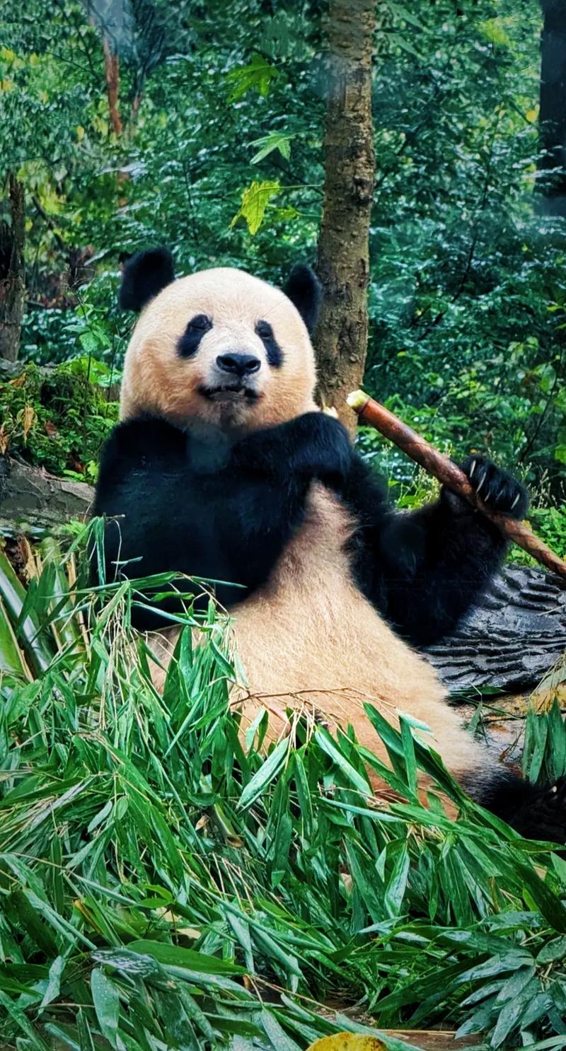 雅安哪里可以看到熊猫？雅安哪里能看熊猫