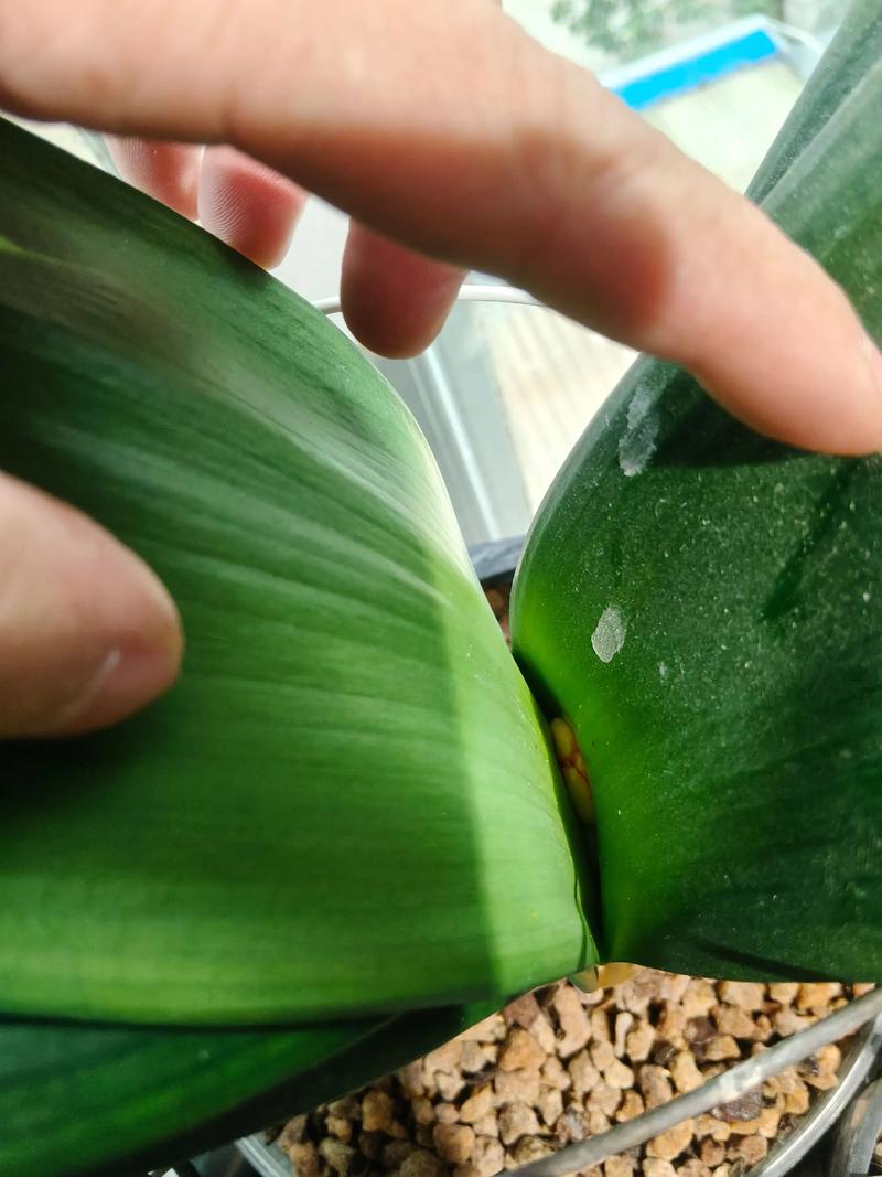 君子兰不拔剑有什么特殊方法？君子兰不拔剑有什么特殊方法吗