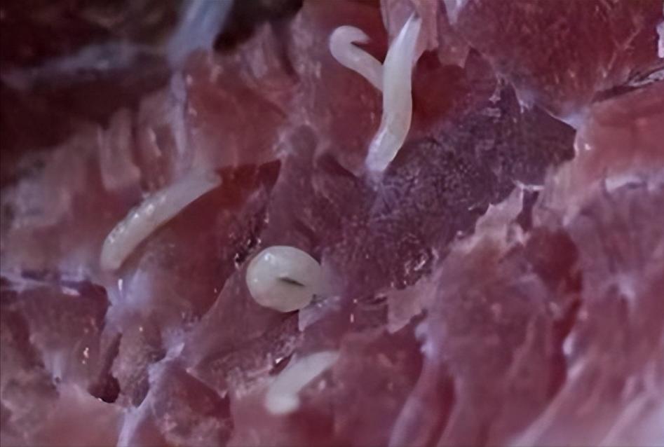 猪肉里真的有虫子吗？猪肉里真的有虫子吗能吃吗