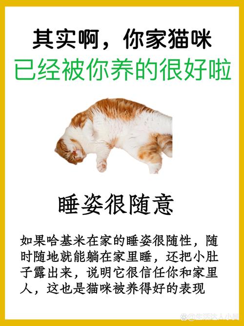 喵能组什么四字词语?喵能组什么四字词语呢