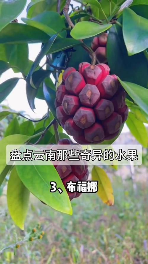 昆明有什么好吃的水果推荐一下?昆明都有什么水果