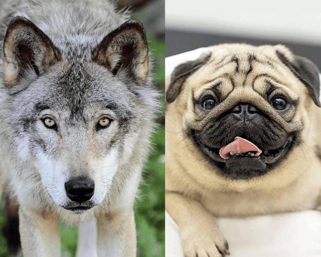 狗狗名字公的洋气？狗狗取名公