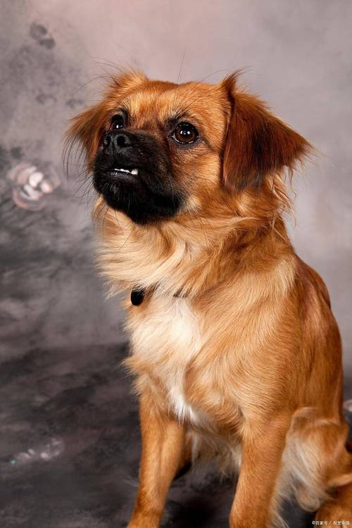 狗狗名字公的洋气?狗狗取名公