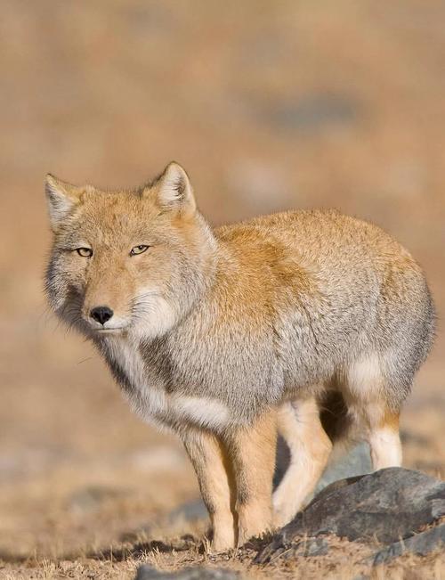 青藏高原动物种类？青藏高原动物种类大全