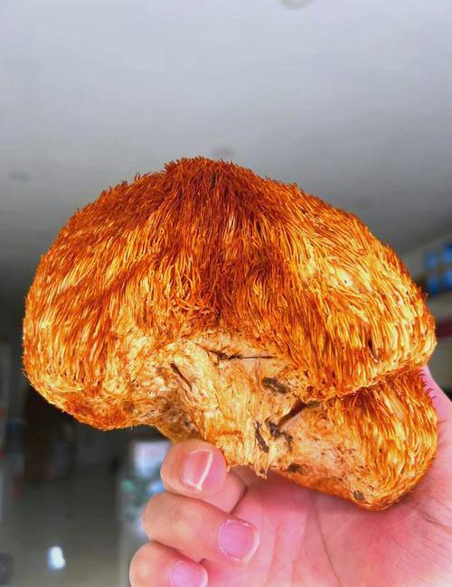 猴头菇能放冰箱吗?猴头菇放冰箱冷藏能放多长时间