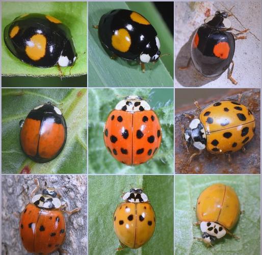 瓢虫是吃什么东西的？瓢虫都吃什么虫子