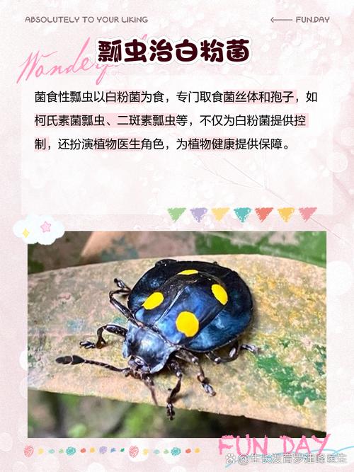 瓢虫是吃什么东西的?瓢虫都吃什么虫子