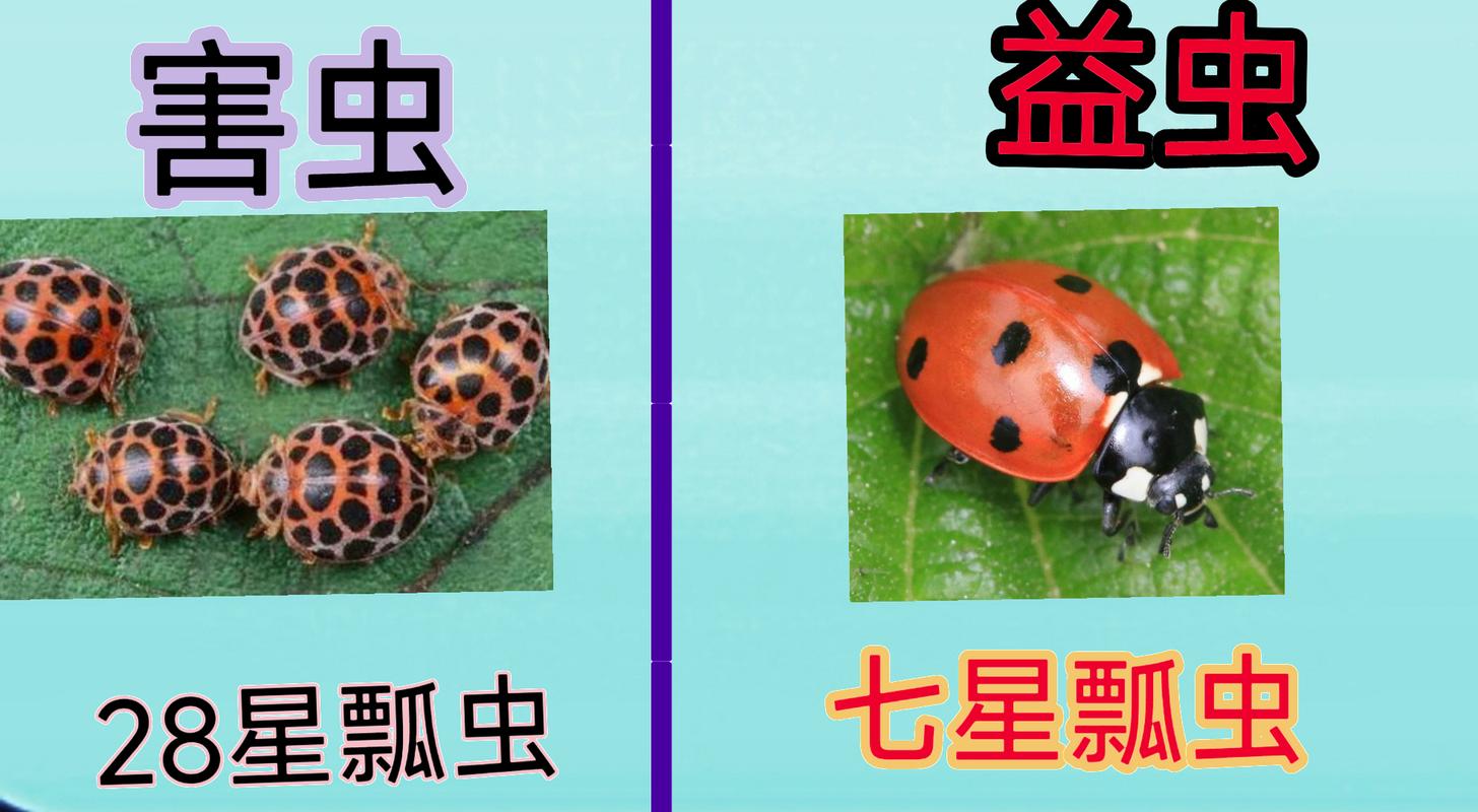 瓢虫是吃什么东西的?瓢虫都吃什么虫子