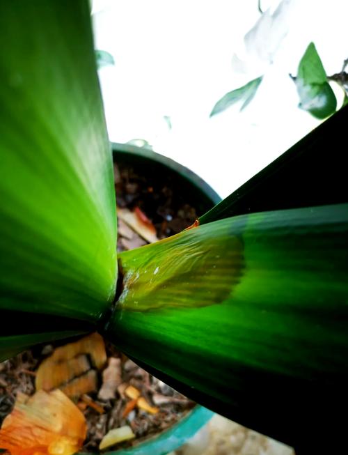 君子兰的叶子出现锈斑怎么办呢？君子兰叶子有锈点