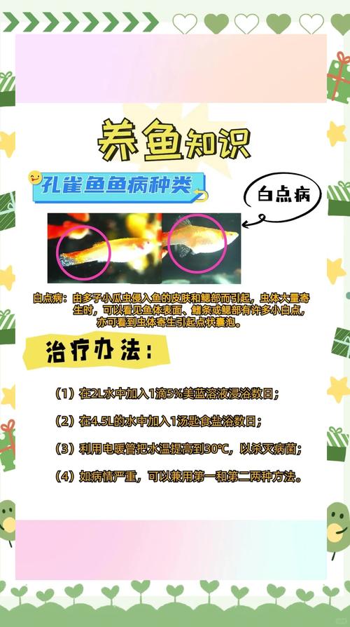 孔雀鱼缩尾缩鳍怎么治？孔雀鱼缩尾如何治疗