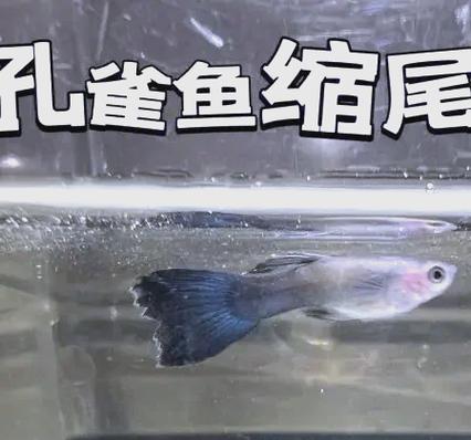 孔雀鱼缩尾缩鳍怎么治?孔雀鱼缩尾如何治疗