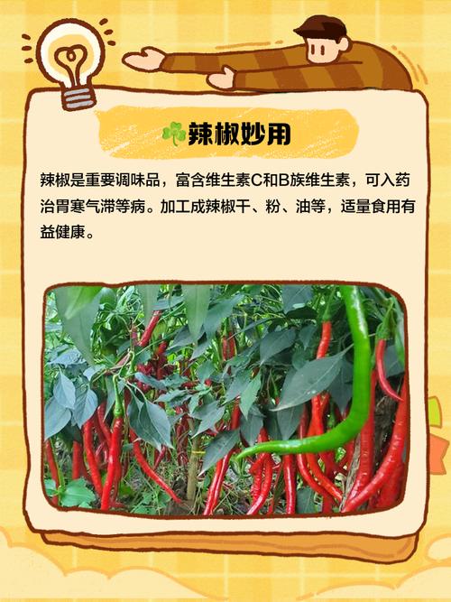 辣椒出自哪个朝代？辣椒起源于哪个时期