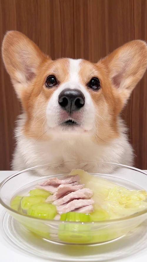 柯基幼犬吃太饱会怎么样？幼犬柯基喂太饱会怎么样的