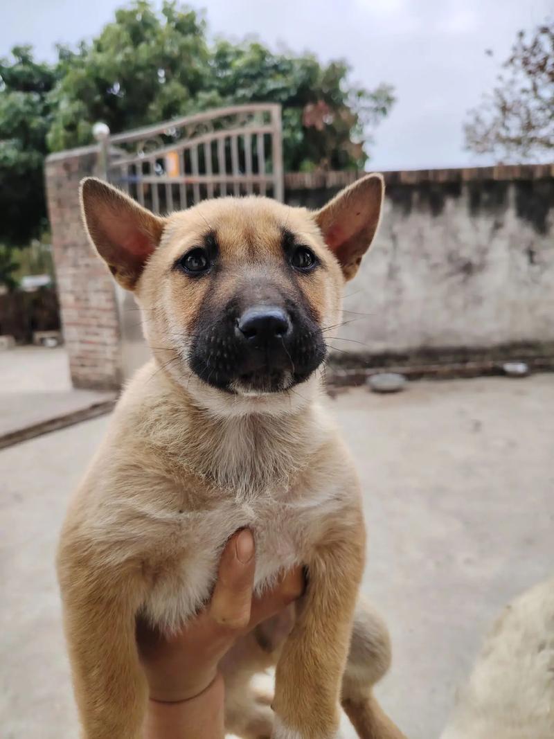 看家护院什么犬最好?看家护院什么狗最好小型犬