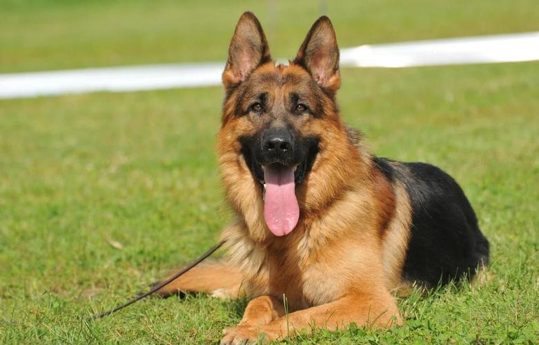 看家护院什么犬最好?看家护院什么狗最好小型犬