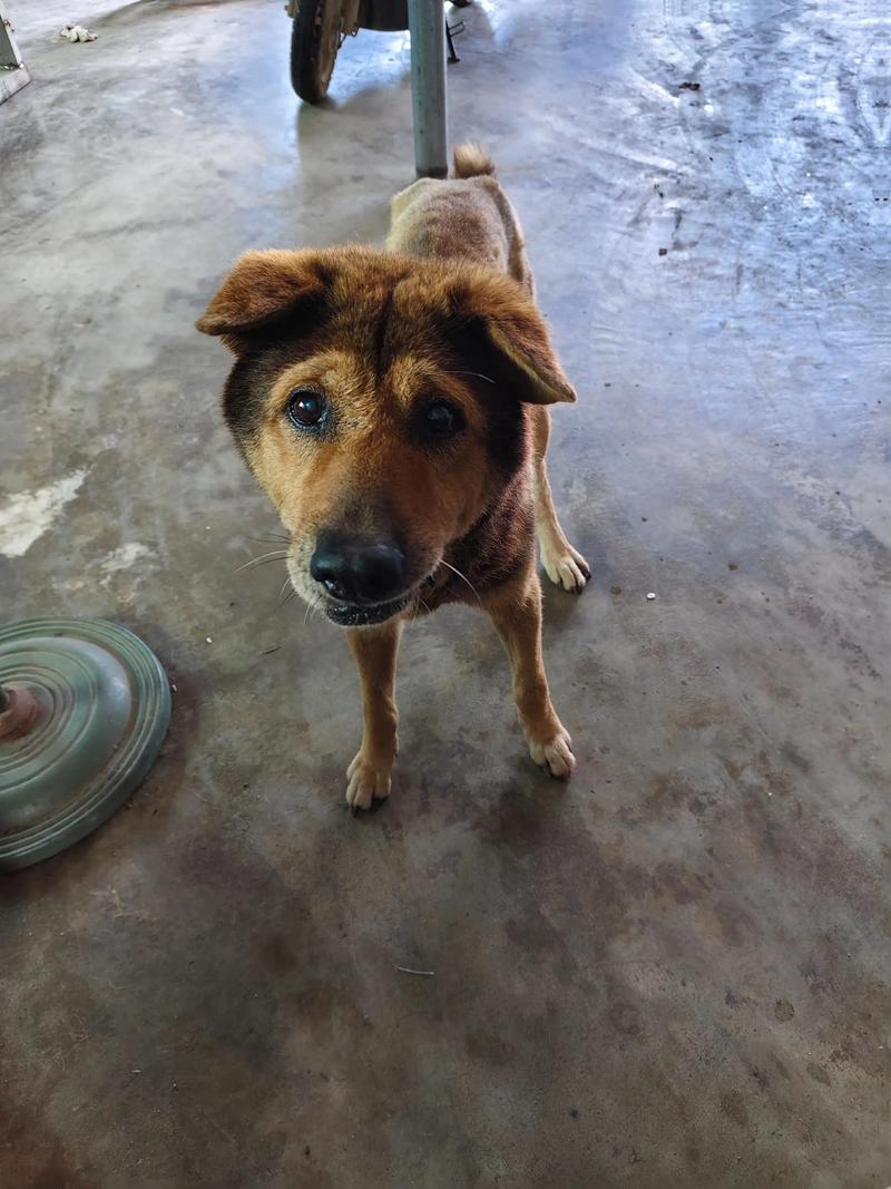 看家护院什么犬最好?看家护院什么狗最好小型犬