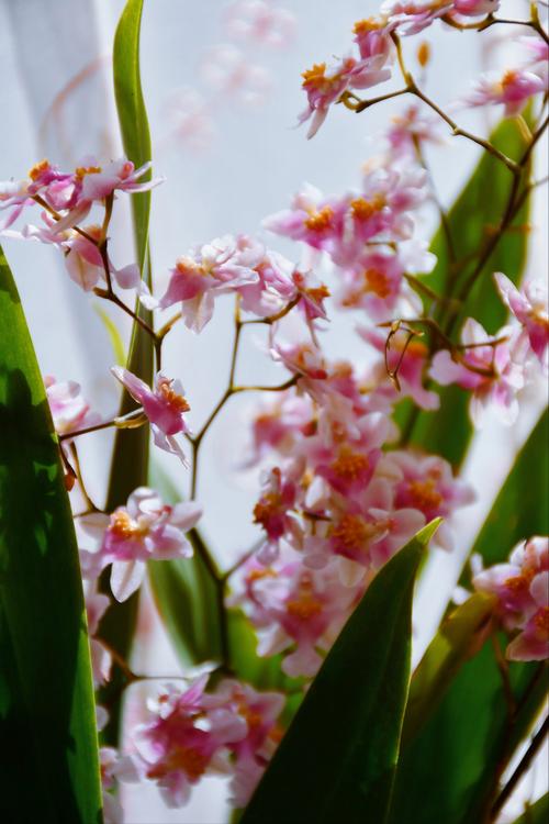兰花是哪个季节盛开？兰花是什么季节盛开的?